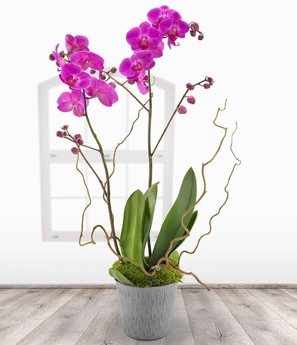 Orchid Plant